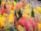 USA-Utah-Logan Canyon Colorful aspens in autumn Art Print